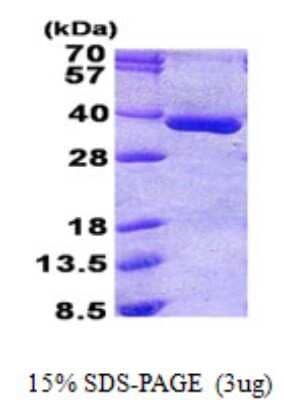 SDS-PAGE Recombinant Human PGPase His Protein