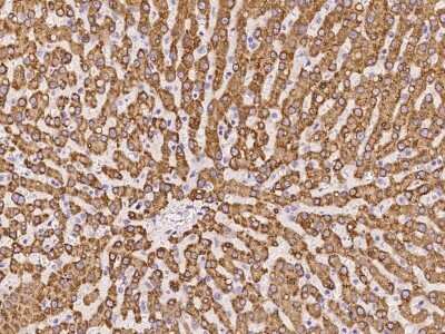 Immunohistochemistry-Paraffin: PGRMC1 Antibody [NBP2-97696] - Immunochemical staining of human PGRMC1 in human liver with rabbit polyclonal antibody at 1:100 dilution, formalin-fixed paraffin embedded sections.