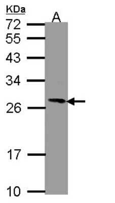 Western Blot: PGRMC1 Antibody [NBP2-19789] - Sample (30 ug of whole cell lysate) A: Hep G2 12% SDS PAGE gel, diluted at 1:1000.