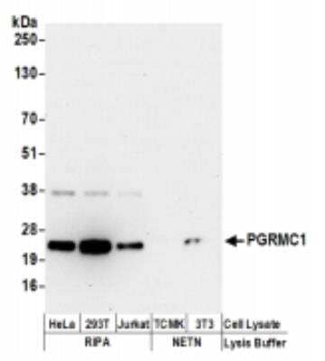 Western Blot: PGRMC1 Antibody [NBP2-36525] - Samples: Whole cell lysate (50 ug) from HeLa, 293T, Jurkat,  mouse TCMK-1, and mouse NIH3T3 cells prepared using NETN and RIPA lysis buffer. Antibodies: Affinity purified rabbit anti-PGRMC1 antibody used for WB at 0.4 ug/ml. Detection: Chemiluminescence with an exposuretime of 30 seconds.