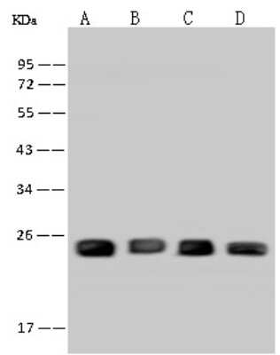 Western Blot: PGRMC1 Antibody [NBP2-97696] - Anti-PGRMC1 rabbit polyclonal antibody at 1:500 dilution. Lane A: MCF7 Whole Cell Lysate Lane B: HepG2 Whole Cell Lysate Lane C: Hela Whole Cell Lysate Lane D: Jurkat Whole Cell Lysate Lysates/proteins at 30 ug per lane. Secondary Goat Anti-Rabbit IgG (H+L)/HRP at 1/10000 dilution. Developed using the ECL technique. Performed under reducing conditions. Predicted band size: 22 kDa. Observed band size: 24 kDa