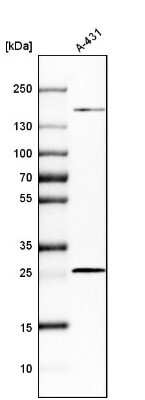 Western Blot: PGRMC2 Antibody [NBP2-13753] - Analysis in human cell line A-431.