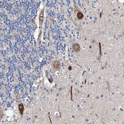 Immunohistochemistry-Paraffin: PGRP1A Antibody [NBP1-80919] - Staining of human cerebellum shows strong cytoplasmic positivity in Purkinje cells.