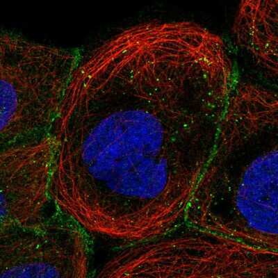 Immunocytochemistry/ Immunofluorescence PGS1 Antibody - BSA Free