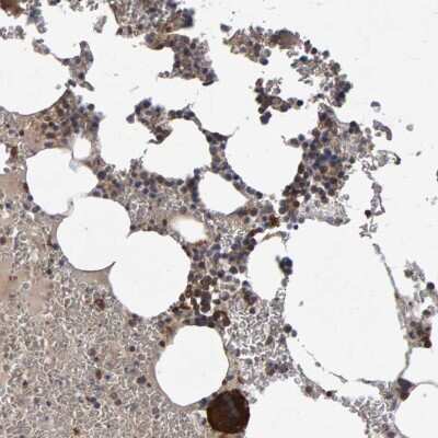 Immunohistochemistry-Paraffin: PGS1 Antibody [NBP1-85022] - Staining of human bone marrow shows cytoplasmic positivity in hematopoietic cells.