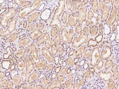 Immunohistochemistry-Paraffin: PGS1 Antibody [NBP2-97697] - Immunochemical staining of human PGS1 in human kidney with rabbit polyclonal antibody at 1:100 dilution, formalin-fixed paraffin embedded sections.