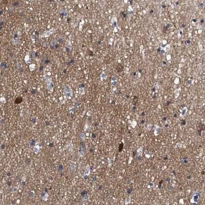 Immunohistochemistry-Paraffin: PHACTR1 Antibody [NBP1-84232] - Staining of human cerebral cortex shows high expression.