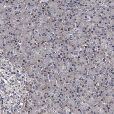 Immunohistochemistry-Paraffin: PHACTR1 Antibody [NBP1-84232] - Staining of human pancreas shows low expression as expected.