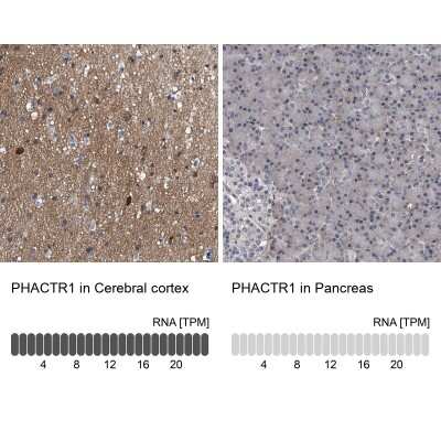 Immunohistochemistry-Paraffin: PHACTR1 Antibody [NBP1-84232] - Staining in human cerebral cortex and pancreas tissues using anti-PHACTR1 antibody. Corresponding PHACTR1 RNA-seq data are presented for the same tissues.