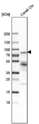 Western Blot: PHACTR1 Antibody [NBP1-84232] - Analysis in human cerebral cortex tissue.