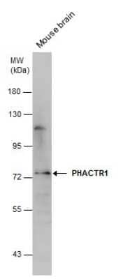 Western Blot: PHACTR1 Antibody [NBP3-12997] - Mouse tissue extract (50 ug) was separated by 7.5% SDS-PAGE, and the membrane was blotted with PHACTR1 antibody (NBP3-12997) diluted at 1:1500.