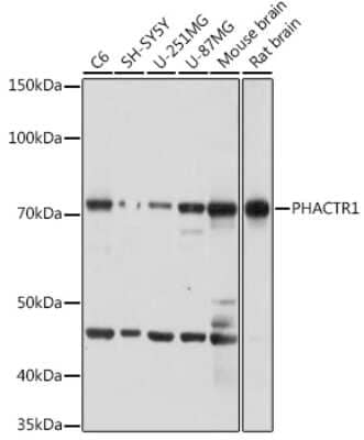 Western Blot PHACTR1 Antibody - Azide and BSA Free