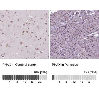 Immunohistochemistry-Paraffin PHAX Antibody