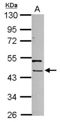 Western Blot: PHAX Antibody [NBP2-19792] - Sample (30 ug of whole cell lysate) A: 293T 10% SDS PAGE gel, diluted at 1:500.