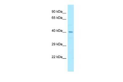Western Blot: PHAX Antibody [NBP3-09460] - Western blot analysis of PHAX in HepG2 Whole Cell as a positive control. Antibody dilution at 1.0 ug/ml