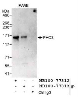 Immunoprecipitation: PHC3 Antibody [NB100-77313] - Detection of Human PHC3 by Western Blot of  Immunoprecipitates. Samples: Whole cell lysate (1 mg for IP,  20% of IP loaded) from HeLa cells. Antibodies: Affinity purified  rabbit anti-PHC3 antibody NB100-77313 used for IP at 3 mcg/mg  lysate. PHC3 was also immunoprecipitated by rabbit anti-PHC3  antibody NB100-77312, which recognizes an upstream epitope.  Detection: Chemiluminescence  with an exposure time of 3 minutes.