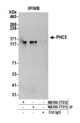 <b>Independent Antibodies Validation. </b>Immunoprecipitation: PHC3 Antibody [NB100-77312] - Detection of human PHC3 by western blot of immunoprecipitates. Samples: Whole cell lysate (1.0 mg per IP reaction; 20% of IP loaded) from HeLa cells prepared using NETN lysis buffer. Antibodies: Affinity purified rabbit anti-PHC3 antibody NB100-77312 used for IP at 3 ug per reaction. PHC3 was also immunoprecipitated by rabbit anti-PHC3 antibody NB100-77313. For blotting immunoprecipitated PHC3, NB100-77312 was used at 1 ug/ml. Detection: Chemiluminescence with an exposure time of 3 minutes.