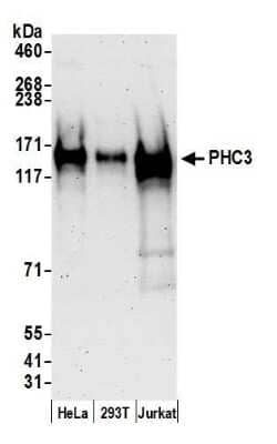 Western Blot: PHC3 Antibody [NB100-77312] - Detection of human PHC3 by western blot. Samples: Whole cell lysate (50 ug) from HeLa, HEK293T, and Jurkat cells prepared using NETN lysis buffer. Antibody: Affinity purified rabbit anti-PHC3 antibody NB100-77312 used for WB at 0.1 ug/ml. Detection: Chemiluminescence with an exposure time of 3 minutes.