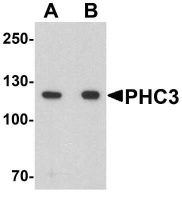 Western Blot: PHC3 Antibody [NBP2-82020] - Western blot analysis of PHC3 in 3T3 cell lysate with PHC3 antibody at (A) 1 and (B) 2 ug/ml.