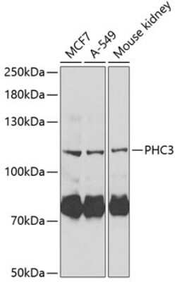 Western Blot: PHC3 Antibody [NBP2-94030] - Analysis of extracts of various cell lines, using PHC3 . Exposure time: 30s.