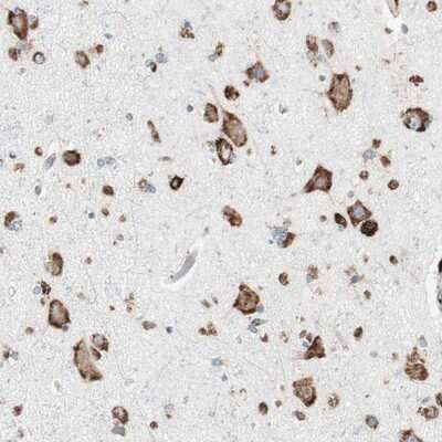 Immunohistochemistry-Paraffin: PHD4/HIF Prolyl Hydroxylase 4 Antibody [NBP1-83989] - Staining of human cerebral cortex shows strong cytoplasmic positivity in neuronal and glial cells.