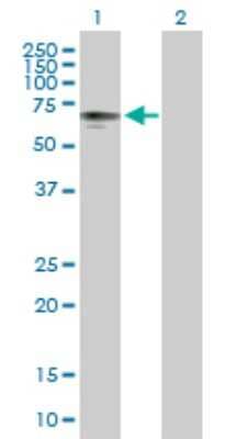 Western Blot: PHD4/HIF Prolyl Hydroxylase 4 Antibody [H00054681-B01P] - Analysis of P4HTM expression in transfected 293T cell line by P4HTM polyclonal antibody.  Lane 1: P4HTM transfected lysate(61.93 KDa). Lane 2: Non-transfected lysate.