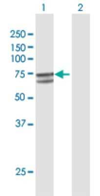 Western Blot: PHD4/HIF Prolyl Hydroxylase 4 Antibody [H00054681-D01P] - Analysis of P4HTM expression in transfected 293T cell line by P4HTM polyclonal antibody.Lane 1: P4HTM transfected lysate(63.10 KDa).Lane 2: Non-transfected lysate.