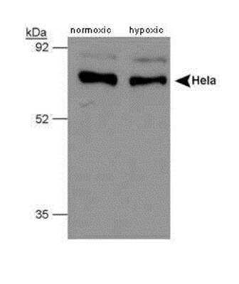 Western Blot: PHD4/HIF Prolyl Hydroxylase 4 Antibody [NB100-295] - Analysis of human PHD4, using NB100-295. Samples: whole cell lysate from HeLa cells, normoxic and hypoxic, respectively.