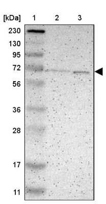 Western Blot PHD4/HIF Prolyl Hydroxylase 4 Antibody