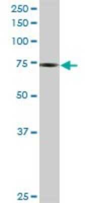 Western Blot: PHF1 Antibody [H00005252-D01P] - Analysis of PHF1 expression in human pancreas.