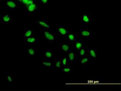 Immunocytochemistry/Immunofluorescence: PHF10 Antibody [H00055274-B01P] - Analysis of purified antibody to PHF10 on HeLa cell. (antibody concentration 10 ug/ml)