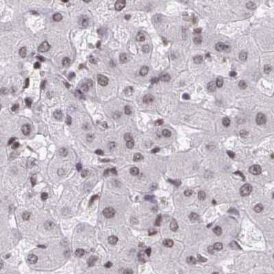 Immunohistochemistry-Paraffin: PHF10 Antibody [NBP2-33759] - Staining of liver.