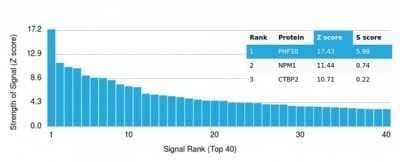 Protein Array: PHF10 Antibody (PCRP-PHF10-2A10) - Azide and BSA Free [NBP3-14153] - Analysis of Protein Array containing more than 19,000 full-length human proteins using PHF10 Antibody (PCRP-PHF10-2A10).