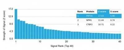 Protein Array: PHF10 Antibody (PCRP-PHF10-2A10) [NBP3-13750] - Analysis of Protein Array containing more than 19,000 full-length human proteins using PHF10 Antibody (PCRP-PHF10-2A10).