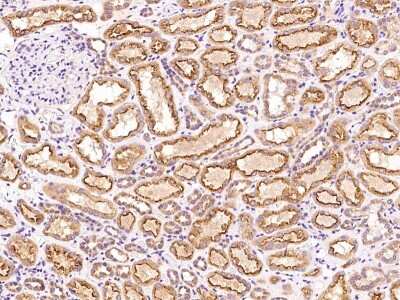 Immunohistochemistry-Paraffin: PHF13 Antibody [NBP2-97688] - Immunochemical staining of human PHF13 in human kidney with rabbit polyclonal antibody at 1:100 dilution, formalin-fixed paraffin embedded sections.