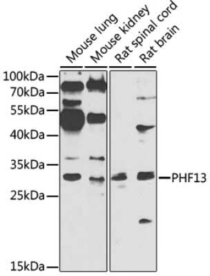 Western Blot: PHF13 Antibody [NBP2-94427] - Analysis of extracts of various cell lines, using PHF13 . Exposure time: 90s.