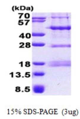 SDS-Page: PHF13 Protein [NBP2-23324]
