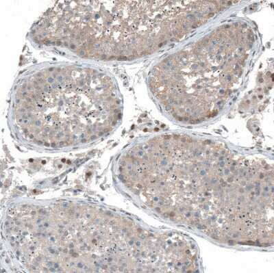 Immunohistochemistry-Paraffin: PHF15 Antibody [NBP1-81531] - Staining of human testis shows moderate nuclear positivity in Leydig cells.