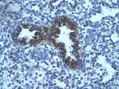 Immunohistochemistry-Paraffin: PHF16 Antibody [NBP3-10323] - Immunohistochemical analysis of paraffin-embedded human bronchiole epithelium tissue.