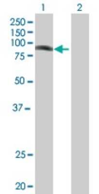 Western Blot: PHF16 Antibody [H00009767-B01P] - Analysis of PHF16 expression in transfected 293T cell line by PHF16 polyclonal antibody.  Lane 1: PHF16 transfected lysate(90.53 KDa). Lane 2: Non-transfected lysate.