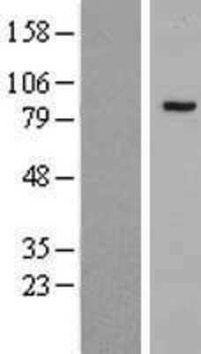 Western Blot: PHF16 Overexpression Lysate (Adult Normal) [NBP2-07283] Left-Empty vector transfected control cell lysate (HEK293 cell lysate); Right -Over-expression Lysate for PHF16.