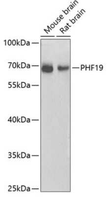 Western Blot PHF19 Antibody - Azide and BSA Free