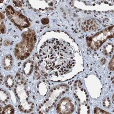 Immunohistochemistry-Paraffin PHF2 Antibody - BSA Free