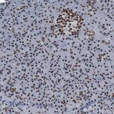 Immunohistochemistry-Paraffin PHF2 Antibody - BSA Free