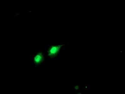 Immunocytochemistry/Immunofluorescence: PHF21B Antibody (OTI3D1) - Azide and BSA Free [NBP2-73367] - Staining of COS7 cells transiently transfected by pCMV6-ENTRY PHF21B .