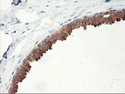 Immunohistochemistry: PHF21B Antibody (OTI3D1) - Azide and BSA Free [NBP2-73367] - Staining of paraffin-embedded Human breast tissue using anti-PHF21B mouse monoclonal antibody.