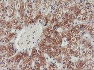 Immunohistochemistry: PHF21B Antibody (OTI3D1) - Azide and BSA Free [NBP2-73367] - Staining of paraffin-embedded Human liver tissue using anti-PHF21B mouse monoclonal antibody.