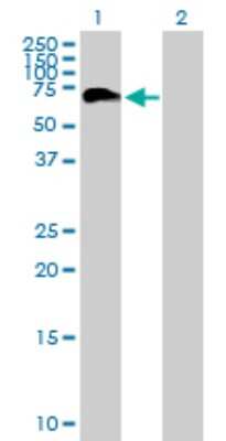 Western Blot: PHF23 Antibody [H00079142-B01P] - Analysis of PHF23 expression in transfected 293T cell line by PHF23 polyclonal antibody.  Lane 1: PHF23 transfected lysate(44.33 KDa). Lane 2: Non-transfected lysate.