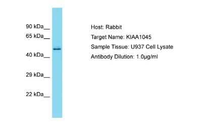 Western Blot PHF24 Antibody - BSA Free