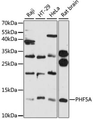 Western Blot: PHF5A Antibody [NBP2-93182] - Analysis of extracts of various cell lines, using PHF5A . Exposure time: 90s.